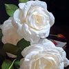 fatema10831