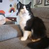 the.cats.m3ow