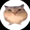davchoxs