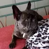 dorasellitto