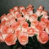 alievaa.ais