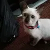 neneng_oyen