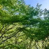 greengreen698