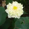 nguynnguyn573