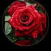 maria.de.fatima.l209
