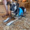 tommytheservicedog