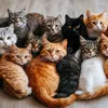 tuxedocatlover4ever