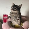 drpeppercar