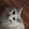 catussupreme