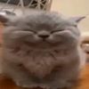 安靜的