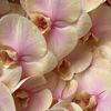 fallen_orchidss