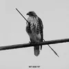 phoenix__1102