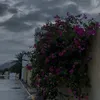 125519tiktok.com