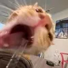 la_mia_adorabile_claire