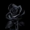 rehamrabiee5
