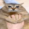 ayomanwt