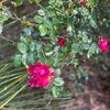 elliebelly_1419