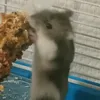 sealtielle