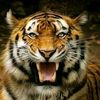 tiger95815