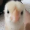 thecj_0