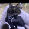 mylilcatsvo