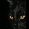 black__cat618