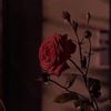 habibamahmoud6025