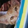 gery_q