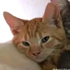 jumethecatlover