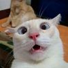 kucing.salto._