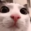 i_am_jacob0