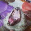 utsab_hayu