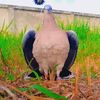 Balam_salek
