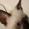 luccwz_
