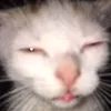 abelsmithrp