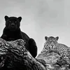 zoap47