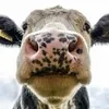 cowthatmeows