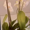 laralaurence513
