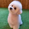 smiledog1437