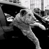 lonewolf80000