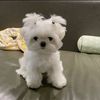 chelsea_18262927