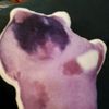 hellokinkajou