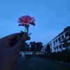 copy_rayhan10
