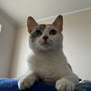 elgatodelasnoticias