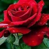 iftikharahmad3854