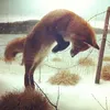whimsical.fawnn
