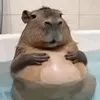 patatuelarrrrruu