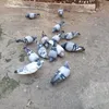 mohamedchabi16