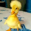pokeiziz