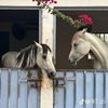 nouf_272